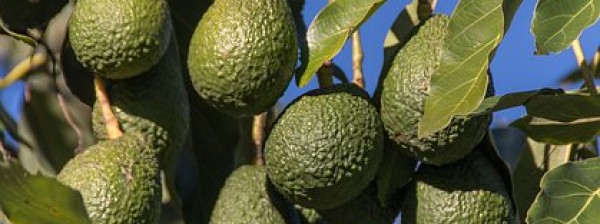 Avocado Production and Value Addition in Kenya.