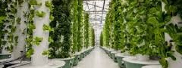 Oracle Farms: Aeroponics Farming