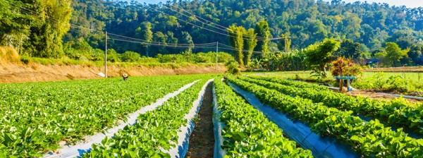 Musafarm Foods Limited