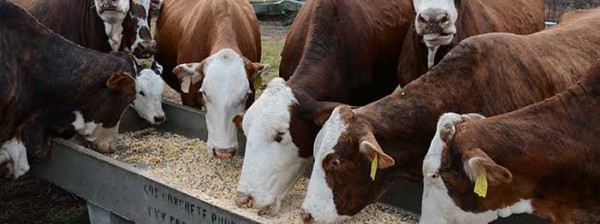 Khutsong Farm Feeds 