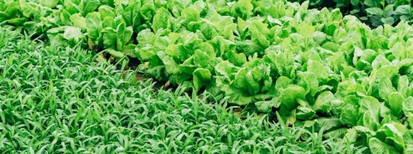 WesternVeg consultancy firm