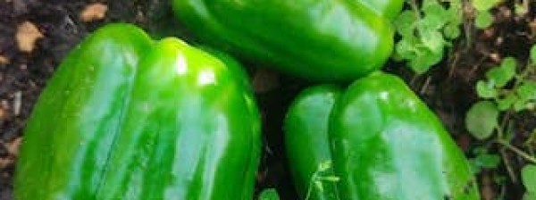 E&N Eco-Harvest Farm Estate and Supplies 