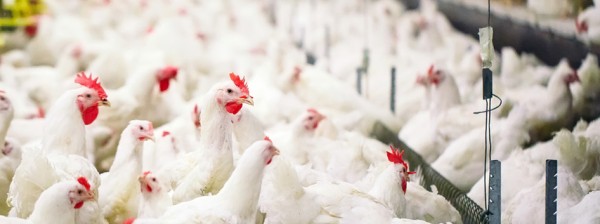 Taung Poultry (PTY) LTD