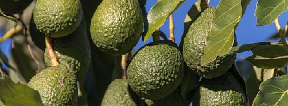 Avocado Production and Value Addition in Kenya.