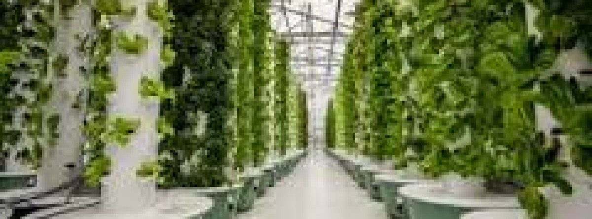 Oracle Farms: Aeroponics Farming