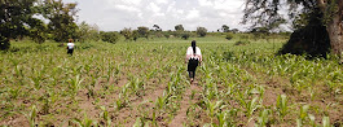 Climate Smart Agriculture (Agreenovation)