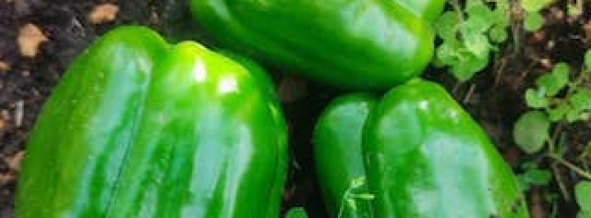 E&N Eco-Harvest Farm Estate and Supplies 