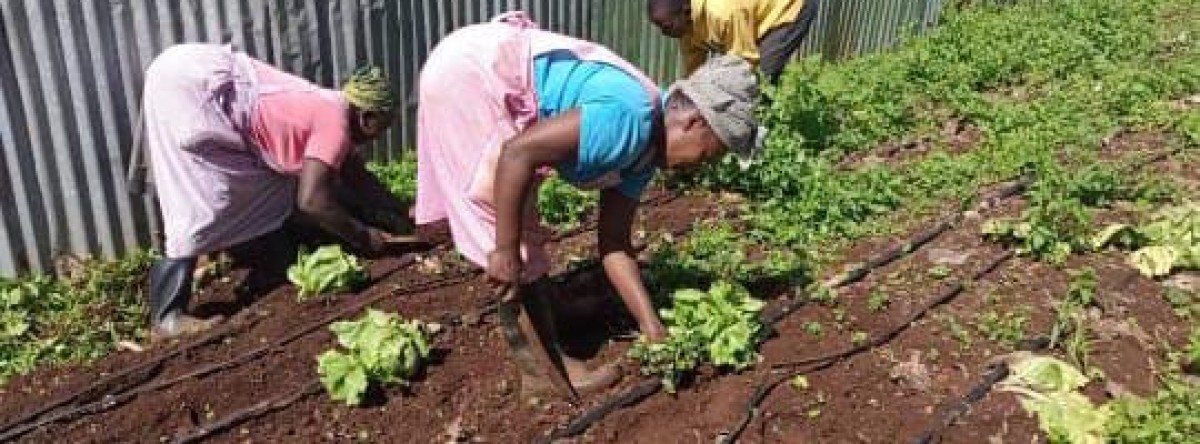 Revive agriculture through technology